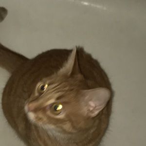 Meet your Posher, Alexa